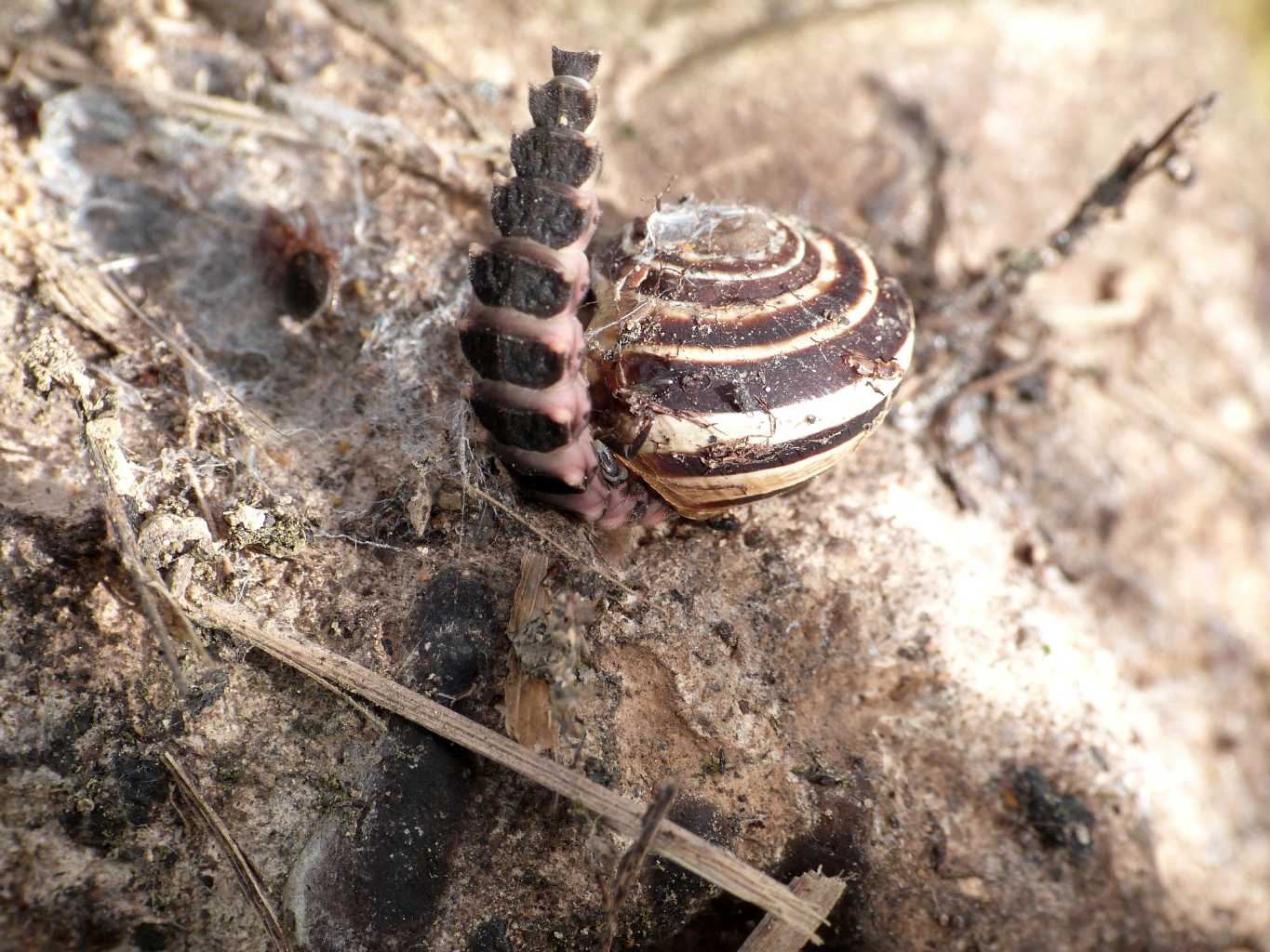 Larva di Lampiridae che mangia una chiocciola